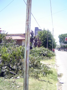 Tala de arboles en Berazategui