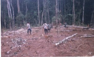 deforestacion3