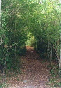 Selva Marginal de Hudson