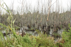 BOSQUE INUNDADOS